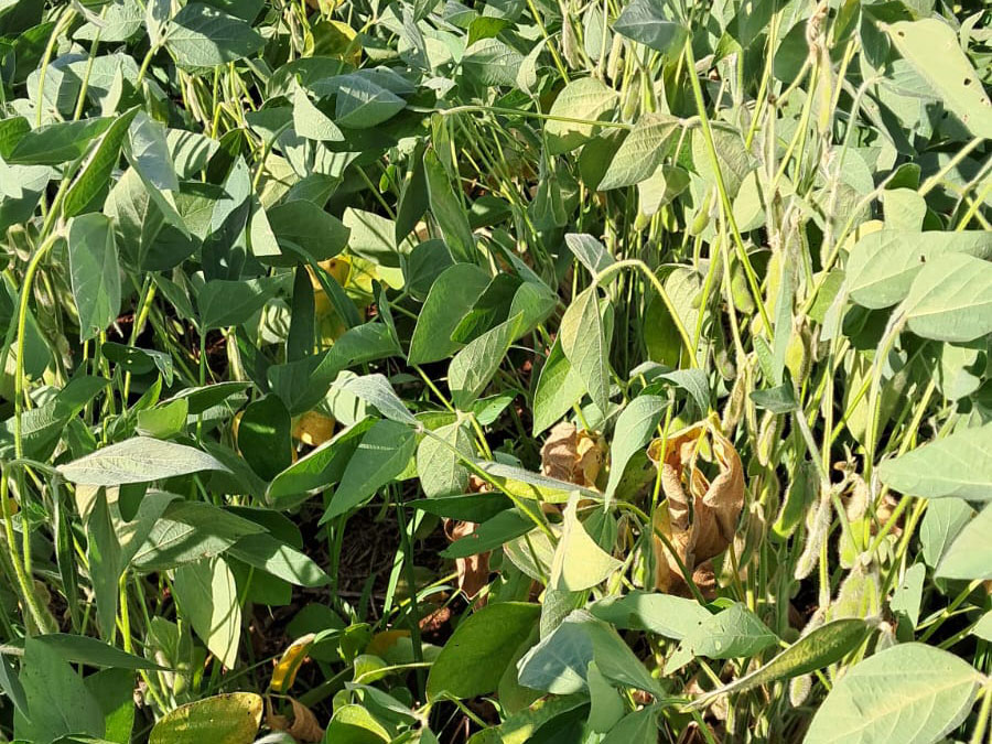 Altas temperaturas ameaçam a produtividade da soja